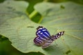 Closeup of a beautiful Myscelia cyaniris butterfly on a plant in a garden