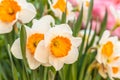 Closeup of beautiful narcissus. Spring flower background. Green blossom flora plant daffodil