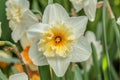 Closeup of beautiful narcissus. Spring flower background. Green blossom flora plant daffodil Royalty Free Stock Photo