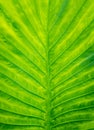 Closeup beautiful Natural green leaf llight background