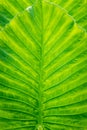 Closeup beautiful Natural green leaf llight background