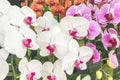 Closeup on beautiful nature detail of many colorful orchids. Royalty Free Stock Photo