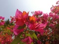 Closeup beautiful nature view of blooming bougainvillea in garden under sunlight. Red bougainvillea flower used as a background Royalty Free Stock Photo