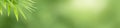 Closeup beautiful nature view of green bamboo leaf on blurred greenery background in garden with copy space using as background Royalty Free Stock Photo