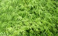 Closeup beautiful nature view of green bamboo leaf on blurred greenery background in garden with copy space using as background Royalty Free Stock Photo