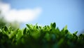 Closeup of beautiful nature view green leaf with blue sky and cloud in garden with copy space using as background cover page Royalty Free Stock Photo