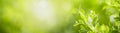 Closeup of beautiful nature view green leaf on blurred greenery background in garden with copy space using as background cover Royalty Free Stock Photo