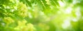 Closeup of beautiful nature view green leaf on blurred greenery background in garden with copy space using as background cover Royalty Free Stock Photo