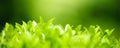 Closeup of beautiful nature view green leaf on blurred greenery background in garden with copy space using as background cover Royalty Free Stock Photo