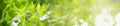 Closeup beautiful nature view of green leaf on blurred greenery background in garden with copy space using as background natural Royalty Free Stock Photo