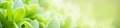 Closeup beautiful nature view of green leaf on blurred greenery background in garden with copy space using as background natural Royalty Free Stock Photo