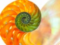 Closeup of a beautiful nautilus orange shell