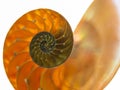 Closeup of a beautiful nautilus orange shell