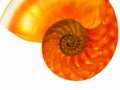 Closeup of a beautiful nautilus orange shell