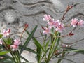 Closeup of beautiful Nerium Oleander or Ganagale Pink color flower in a plant at garden