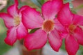 Closeup of beautiful Nerium Oleander or Ganagale Pink color flower in a plant at garden