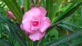 Closeup of beautiful Nerium Oleander or Ganagale Pink color flower in a plant at garden