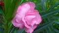 Closeup of beautiful Nerium Oleander or Ganagale Pink color flower in a plant at garden