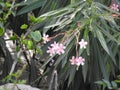 Closeup of beautiful Nerium Oleander or Ganagale Pink color flower in a plant at garden