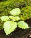 Closeup of beautiful nettle in the garden