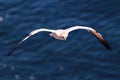 Closeup of a beautiful Northern gannet bird in flight over a blue sea Royalty Free Stock Photo