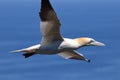 Closeup of a beautiful Northern gannet bird in flight over a blue sea Royalty Free Stock Photo