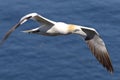 Closeup of a beautiful Northern gannet bird in flight over a blue sea Royalty Free Stock Photo