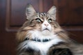 closeup of a beautiful norwegian forest cat sitting with his gps collar.