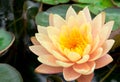 Closeup of beautiful old rose lotus flower in the garden Royalty Free Stock Photo