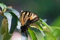 Closeup of a beautiful Old world swallowtail butterfly on a green leaf Royalty Free Stock Photo