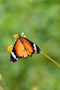 closeup the beautiful orange black color butterfly hold on the white yellow wild flower with plant soft focus natural green brown Royalty Free Stock Photo