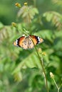closeup the beautiful orange black color butterfly hold on the white yellow wild flower with plant soft focus natural green brown Royalty Free Stock Photo