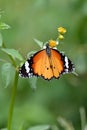 closeup the beautiful orange black color butterfly hold on the white yellow wild flower with plant soft focus natural green brown Royalty Free Stock Photo