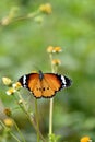 closeup the beautiful orange black color butterfly hold on the white yellow wild flower with plant soft focus natural green brown Royalty Free Stock Photo