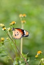 closeup the beautiful orange black color butterfly hold on the white yellow wild flower with plant soft focus natural green brown Royalty Free Stock Photo