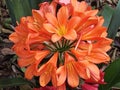 Closeup of Beautiful Orange Clivia Cluster of Flowers with Yellow Center in Bloom Royalty Free Stock Photo