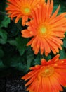 Closeup beautiful orange colour of daisies at the garden