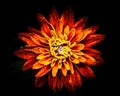 Closeup of a beautiful orange dahlia flower isolated on a black background Royalty Free Stock Photo