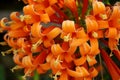 Closeup of beautiful orange flower nature garden Royalty Free Stock Photo