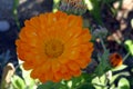 Closeup of beautiful orange marigold flower. Calendula Royalty Free Stock Photo