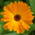 Closeup of beautiful orange marigold flower. Calendula. Royalty Free Stock Photo