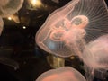 Closeup of Beautiful Orange Moon Jellyfish (Aurelia aurita) Royalty Free Stock Photo