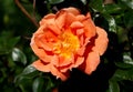 Closeup beautiful orange rose Bridge of Sighs,photographed in the organic garden with blurred foliage.Nature and rose