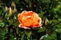 Closeup beautiful orange rose Bridge of Sighs,photographed in the organic garden with blurred foliage.Nature and rose