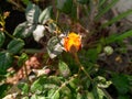 Closeup of beautiful orange rose flower blooming in green leaves plant growing in the garden in sunlight, nature photography Royalty Free Stock Photo