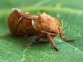 Closeup of a beautiful orange swift moth, Triodia sylvina Royalty Free Stock Photo