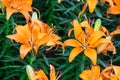 Closeup beautiful orange tiger lilly flower Royalty Free Stock Photo