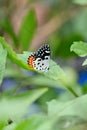 closeup the beautiful orange white black color butterfly hold on the dahlia flower plant leaf soft focus natural green brown Royalty Free Stock Photo