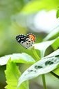 closeup the beautiful orange white black color butterfly hold on the dahlia flower plant leaf soft focus natural green brown Royalty Free Stock Photo