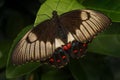 Closeup of a beautiful Orchard Swallowtail Butterfly on a green plant leaf Royalty Free Stock Photo